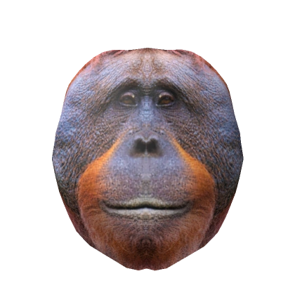 Realistic Orangutan Head 
